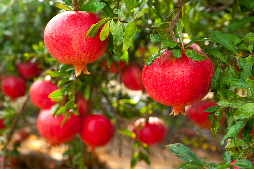 7 árvores frutíferas de pequeno porte para você ter no quintal