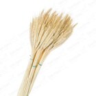 100 Hastes Trigo Seco Para Decoração Convites Ceia