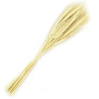 100 Hastes Trigo Seco Para Decoração Convites Ceia