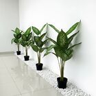 10 Árvores Artificiais Comigo-ninguém-pode Produto Com Revest