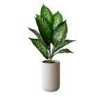 10 Árvores Artificiais Comigo-ninguém-pode Produto Com Revest