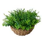 10 Buquês De Eucalipto Artificial Com (5 Hastes Cada) Para De