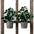 10 Galhos De Folhagem Artificial Peperômia Para Vasos, Jardin