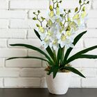 10 Galhos Flor De Orquídea Artificial Tipo Dançante - Elegânc