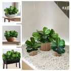 10 Plantas Artificiais Fícus Lyrata Folhas Revestidas Em Sili