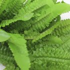 10 Ramos Decoração Arranjo Samambaia Artificial 35cm