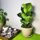 10 Vasos Siena Redondo 20cm Com Pratos Para Flores Plantas  -