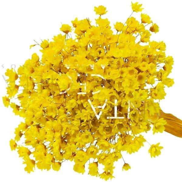 1200 Sempre Viva Florzinha Amarelo I Flores Desidratadas