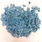 1200 Sempre Viva Florzinha Azul I Flores Desidratadas