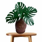 12 Hastes De Costela De Adão Folhagem Permanente Verde Vibran