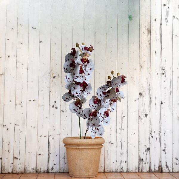 12 Hastes De Orquídea Branca Com Vinho Artificial Para Decora