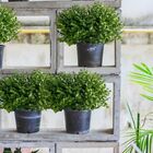 12 Picks De Eucalipto Artificial (72 Hastes No Total) Para Mi