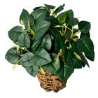 12 Plantas De Peperômia Artificial Com Folhas Em Silicone Rea