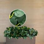 12 Plantas De Peperômia Artificial Com Folhas Em Silicone Rea