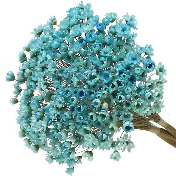 1500 Sempre Viva Florzinha Azul I Flores Desidratadas
