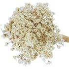 1500 Sempre Viva Florzinha Branca I Flores Desidratadas