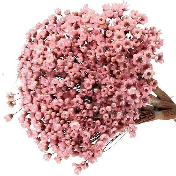 1500 Sempre Viva Florzinha Cor De Rosa I Flores Desidratadas