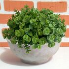 15 Maços De Mini Eucalipto Artificial (90 Hastes, 6 Em Cada)