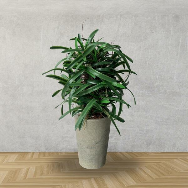 18 Folhas De Orquídea Artificial Cymbidium - Perfeita Para Ja