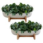 18 Peperômias Artificiais Com Folhagens Realistas Para Decora