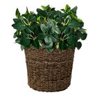 18 Peperômias Artificiais Com Folhagens Realistas Para Decora