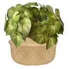 1 Buquê De Singônio Com Folhagem Artificial Permanente Verde