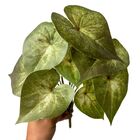 1 Buquê De Singônio Com Folhagem Artificial Permanente Verde