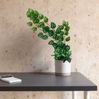 1 Pendente De Folhagem De Jiboia Artificial Realista - Trepad