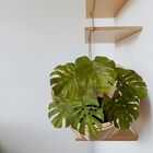 1 Planta Costela De Adão Artificial 65cm – Planta Decorativa