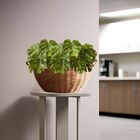 1 Planta Costela De Adão Artificial 65cm – Planta Decorativa