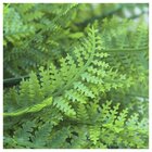 1 Ramo Decoração Arranjo Samambaia Artificial 35cm