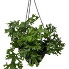 1 Samambaia Cristata Cuia 18 Natural Rara Repolhuda Bonita