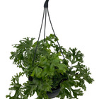 1 Samambaia Cristata Cuia 18 Natural Rara Repolhuda Bonita