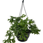 1 Samambaia Cristata Cuia 18 Natural Rara Repolhuda Bonita