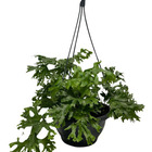 1 Samambaia Cristata Cuia 18 Natural Rara Repolhuda Bonita