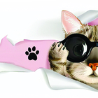 1 Xícara Feminina De Gatos Gata Caneca Café + Caixa Presente