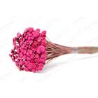 200 Botão Rosa Desidratado Sempre Viva Flores Secas