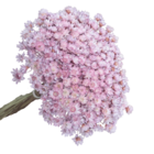 200 Sempre Viva Florzinha Lilás I Flores Desidratadas