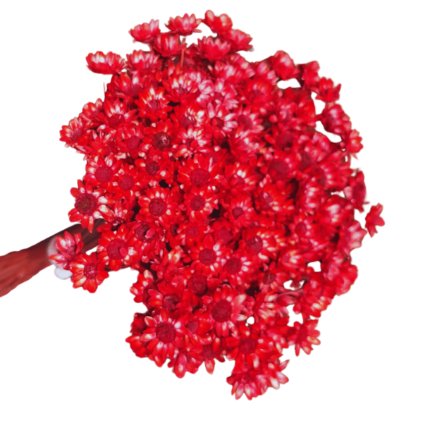 200 Sempre Viva Florzinha Vermelha I Flores Desidratadas