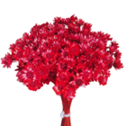 200 Sempre Viva Florzinha Vermelha I Flores Desidratadas