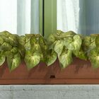 20 Buquês Com Folhagens Artificiais Perfeita Para Compor Pain