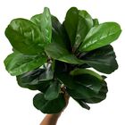 20 Fícus Lyrata Artificial Realista 45cm Planta Permanente Pa