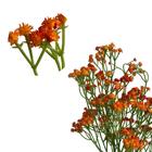 20 Flores Mosquitinho Laranja Permanente Para Decoração Sofis