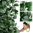 20 Galhos Verdes De Folha Peperômia Artificial Versátil Para