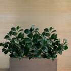 20 Galhos Verdes De Folha Peperômia Artificial Versátil Para