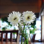 20 Gérberas Brancas Artificiais Aveludada (55cm) Ideal Para R