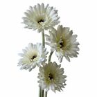 20 Gérberas Brancas Artificiais Aveludada (55cm) Ideal Para R