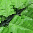 24 Galhos Samambaia Folha Artificial Talo Verde 46cm