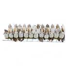 24 Unid. Passarinho Artificial Penas Naturais Marrom 7,5 Cm