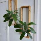 2 Árvores De Heliconia Artificial Verde - Arbusto Permanente